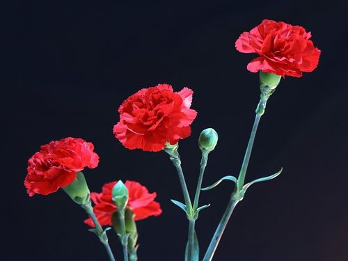red-carnations-72691 640