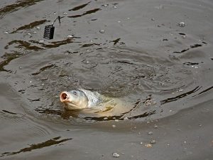 images agrosfera agroteme riba