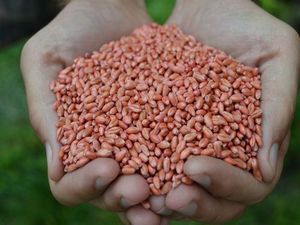 images agrosfera agroteme seme psenice na dlanovima crveno 22 mala