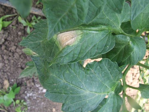 simptomi Alternaria solani na listu