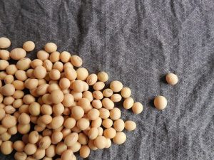 Trgovanje na berzi: Ugovori za pšenicu novog roda 19 din/kg (protein min. 11,5%) 12 images agrosfera agroteme soja zrno 300x225 1