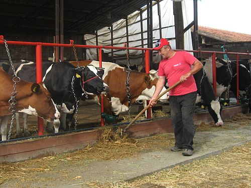 stočar hrani krave