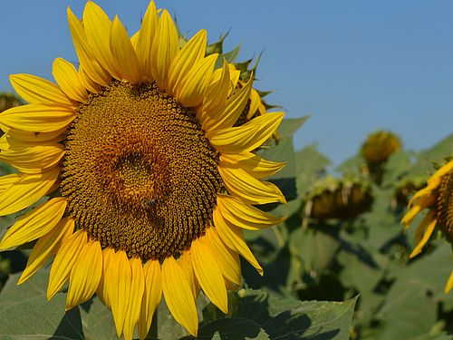 suncokret i pcela