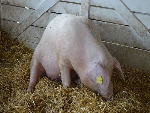 svinja 3