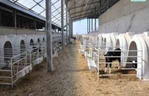 Saveti: Grupno držanje teladi sa prostirkom 12 images agrosfera agroteme telad boksovi