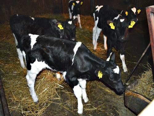 Cene žive stoke u Srbiji: Skuplja prasad, tovne svinje, jagnjad, ovce 16 images agrosfera agroteme telicci 500x375 1
