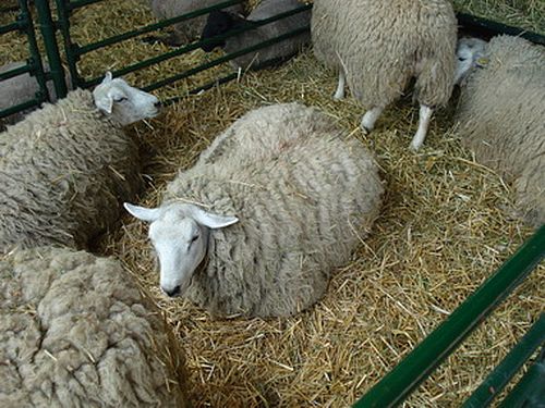 texel