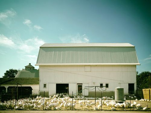 images agrosfera agroteme turkey farm 398844 640