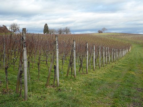 vinograd rano prolece