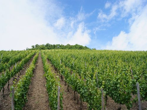 vinograd zelen spalir