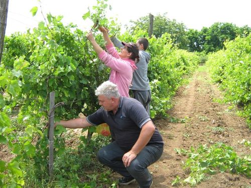 zelena rezidba vinove loze