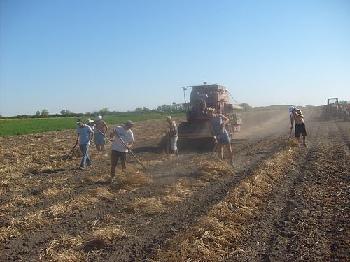 zetva pasulja