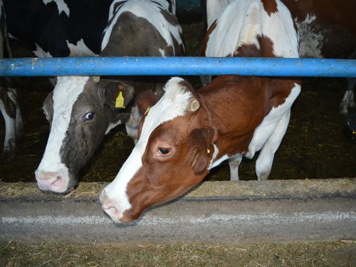 krave krupno