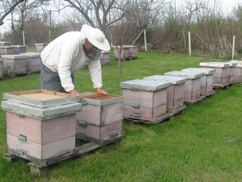 Na pčelinjaku u septembru obaviti radove važne za zdravlje i vitalnost pčela 6 images agrosfera vesti pcelar u pcelinjaku