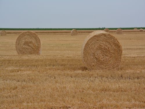 rotobala 2