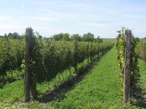 vinograd