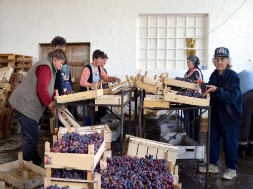 vrsacki vinogradi sortiranje grožđa