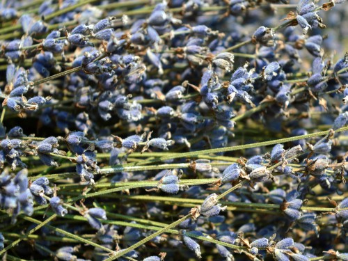 Čaj od lavande: priprema, dejstvo i primena u svakodnevnom životu 6 lavanda suva krupno