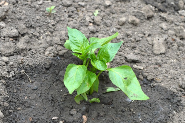 Direktna setva paprike za gušći sklop, od 350.000 do 600.000 biljaka po hektaru 6 paprika 1