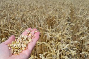 Cena pšenice u blagom padu, ostvarena prodaja u intervalu od 19,50 do 19,80 din/kg 6 proizvodna cena psenice 300x200 1