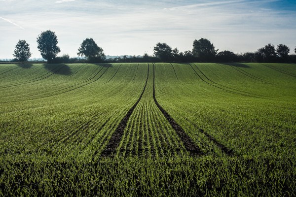 Cene đubriva nastavile rast, urea do 470 eur/t 24 psenica
