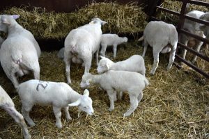 Cene stoke porasle, ponuda slaba - jagnjad 600 din/kg 24 tov jaganjaca