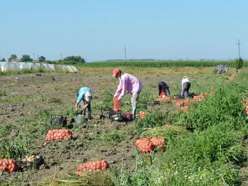 Svetski dan krompira u Srbiji se obeležava treći put, u Guči 30. maja 6 krompir vadjenje