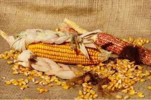 Na berzi rast prometa. Ponuda novog roda stočnog ječma po ceni od 18,50 din/kg 6 na berzi