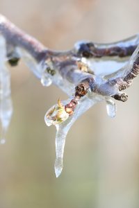 antifrost