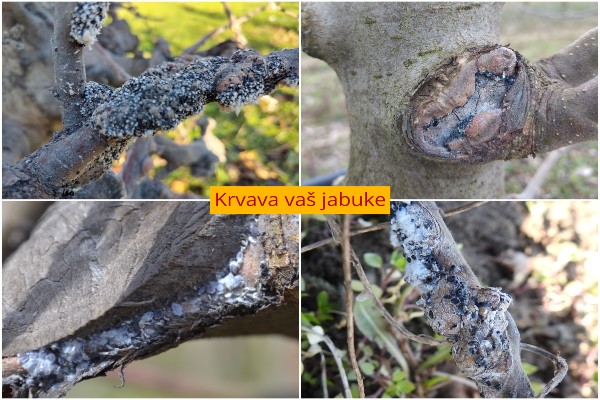 Zaštita jabuka od krvave vaši - Vreme je za prvi ključni tretman 1 krvave vasi jabuke
