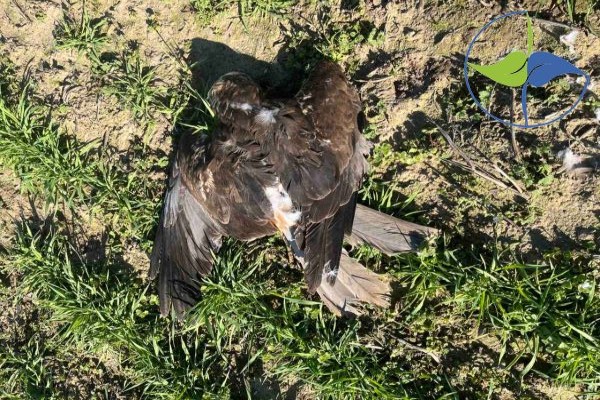 Pet uginulih orlova belorepana nađeno kod Svilojeva, utvrđuje se uzrok uginuća 1 uginuli orao