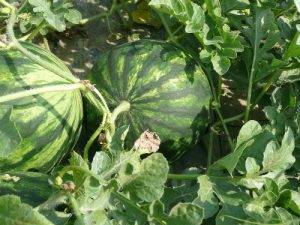 Lubenica - Proizvodnja rasada i kalemljenje na tikvu 6 lubenica watermelon