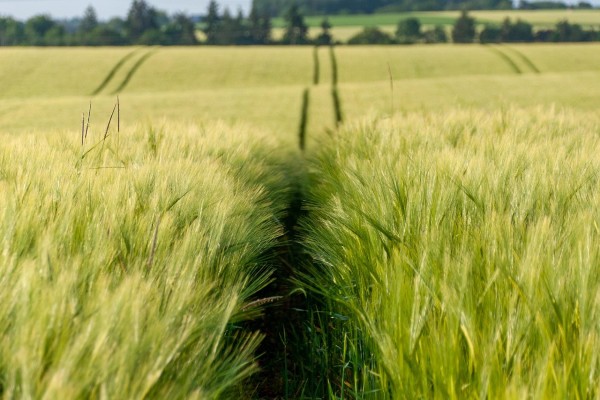 Povećano interesovanje za novim rodom žitarica i uljane repice - Stočni ...