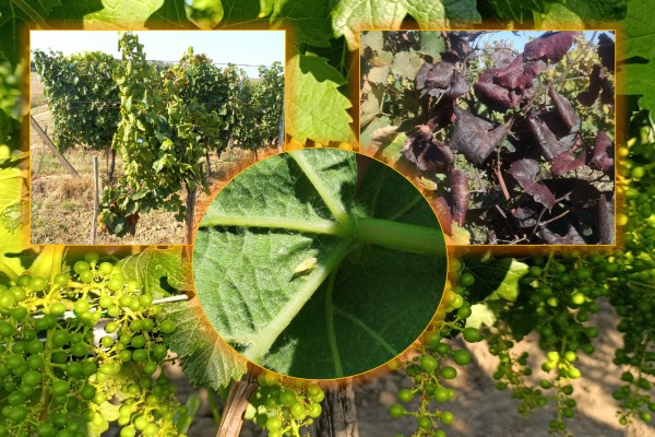 Apel vinogradarima: Bliži se momenat za suzbijanje cikade Scaphoideus titanus, izazivača zlatastog žutila vinove loze 1 cikade Scaphoideus titanus