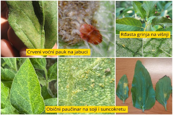Tropske temperature pogoduju razvoju grinja - Preporuke za zaštitu biljaka 1 grinje
