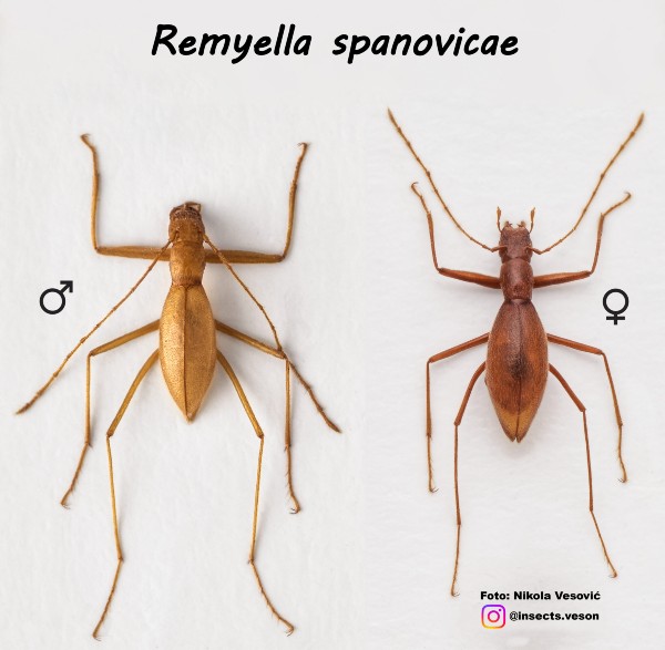 Nova pećinska vrsta insekta, Remyella spanovicae, pronađena u okolini Tutina 1 prikaz muzjaka i zenke remyella spanovicae scaled 1