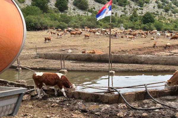 Obezbeđena pijaća voda životinjama za Suvoj planini - Narednih 15 dana svakodnevno po četiri cisterne 6 pijaca voda Suva planina
