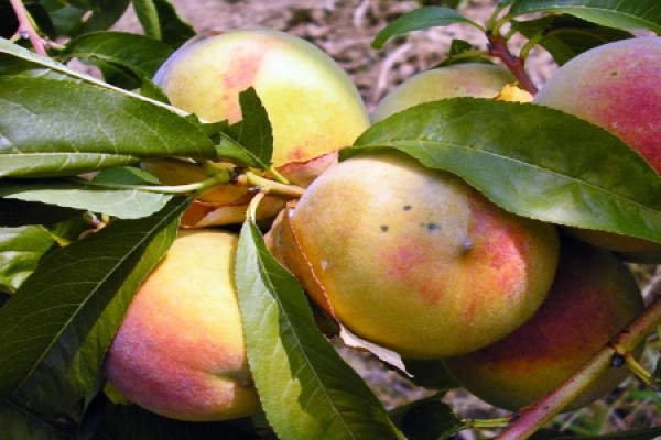 Rosa - sorta breskve veoma kasnog vremena zrenja, otporna, daje krupan plod 1 rosa 1