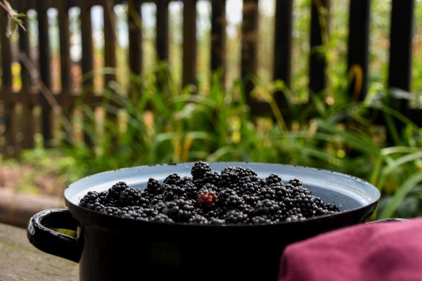 Kupinovo vino i liker od kupine - Važni saveti za uspešno pravljenje 11 kupine berba