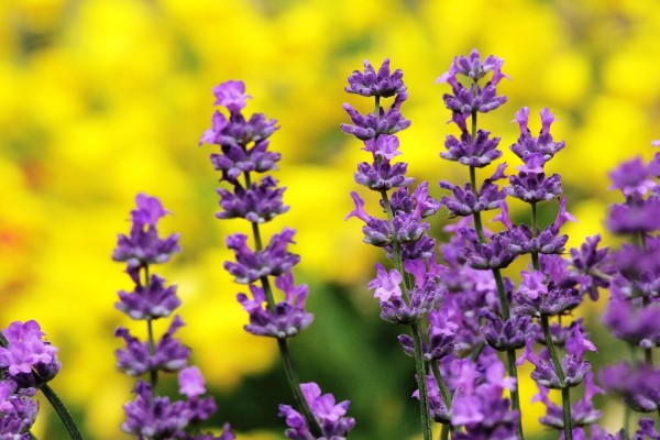 Ulje od lavande – upotreba, benefiti i kako se pravi 11 lavanda