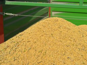Na Produktnoj berzi trgovalo se samo kukuruzom po ceni 22,42 dinara za kilogram 12 soja cena