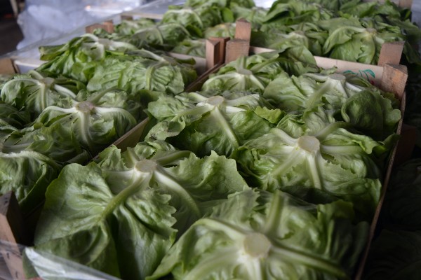 Proizvodnja zelene salate u zimskim mesecima u plasteniku 6 salata glavice