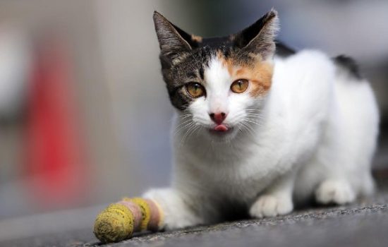 Animal-Rescue
