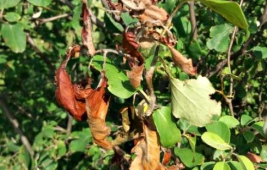 Erwinia-dunjac-PIS