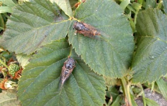 Imago-Cicadetta-montana-complex-na-kupini