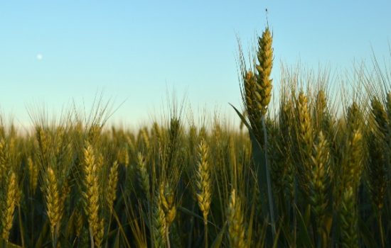 International Grain Forum