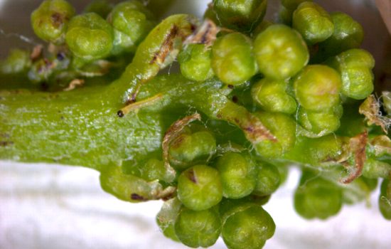 Larva-Lobesia-botrana-pepeljastog-grozdjanog-moljca-1