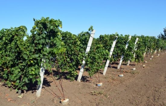 Metode-proucavanja-6-fenofaza-razvoja-vinove-loze