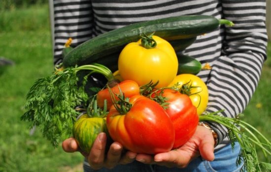 NLB Organic konkurs