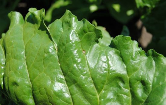 Pega-Cercospora-beticola-na-listu